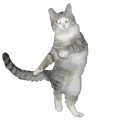 http://jetblackliving.files.wordpress.com/2014/03/dancing-cat.gif
